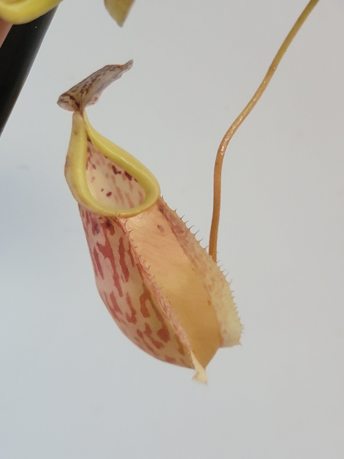 Nepenthes glabrata x veitchii BE