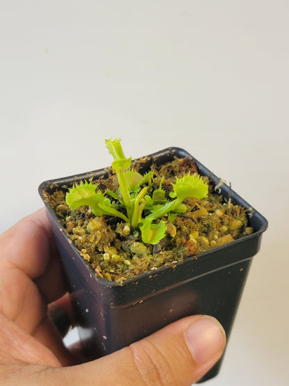 Dionaea musc. "GJ Shir Khan"