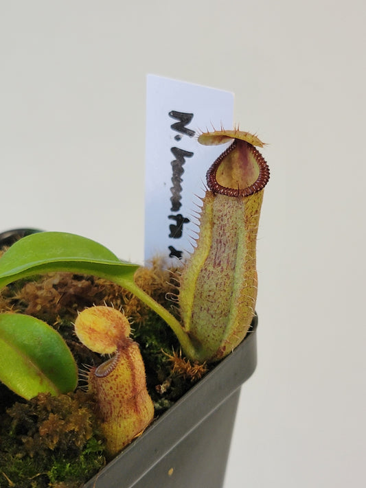 Nepenthes hamata x truncata BE