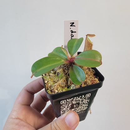 Nepenthes dactylifera BE