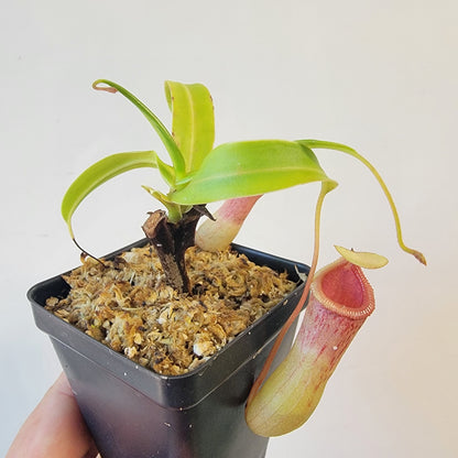 Nepenthes ventricosa 'HI clone'