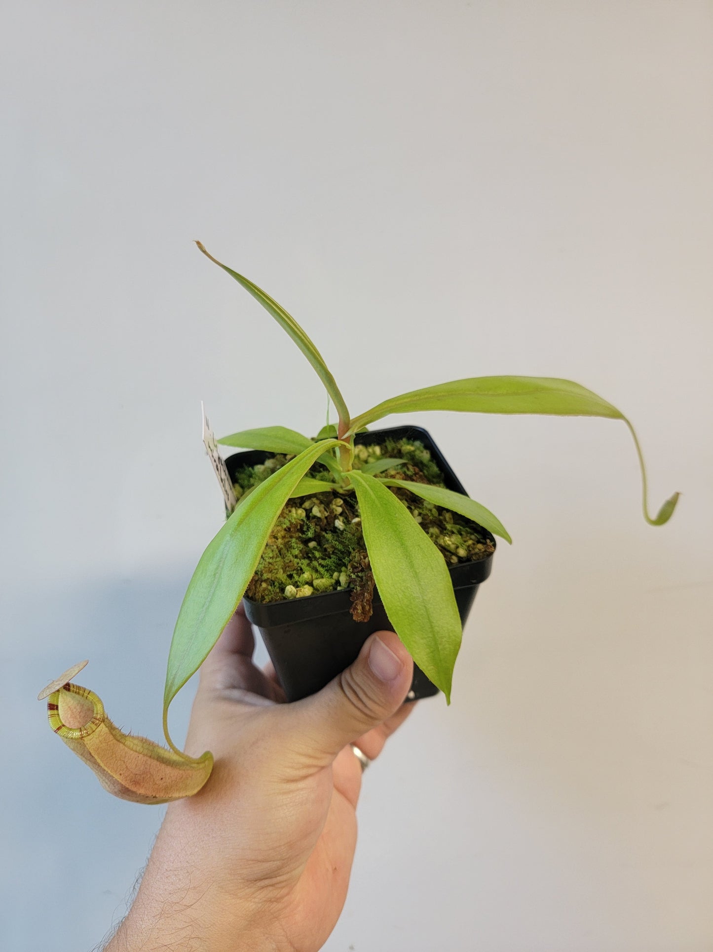 Nepenthes spectabilis x mirabilis var. globosa BE