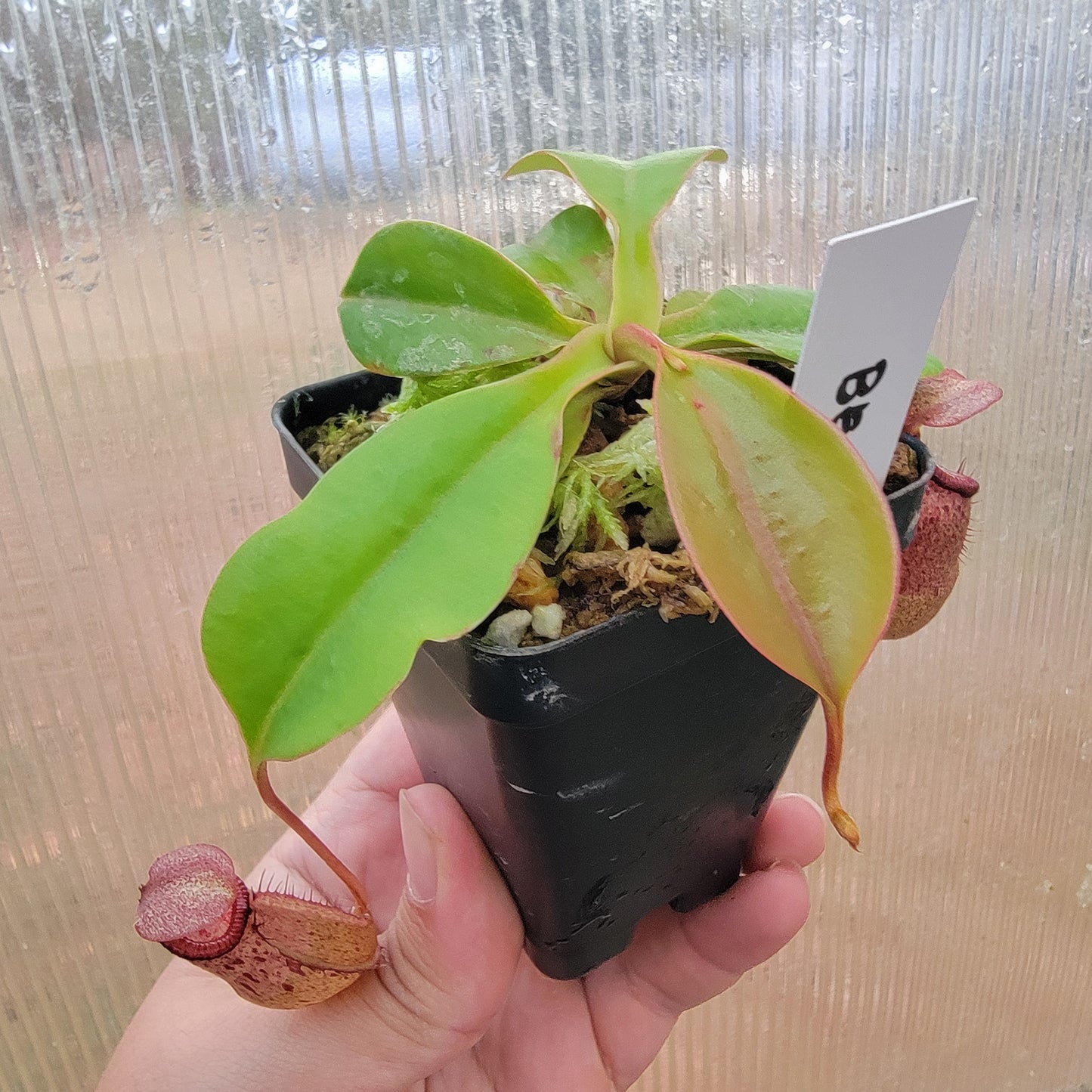 Nepenthes sibuyanensis x robcantleyi BE