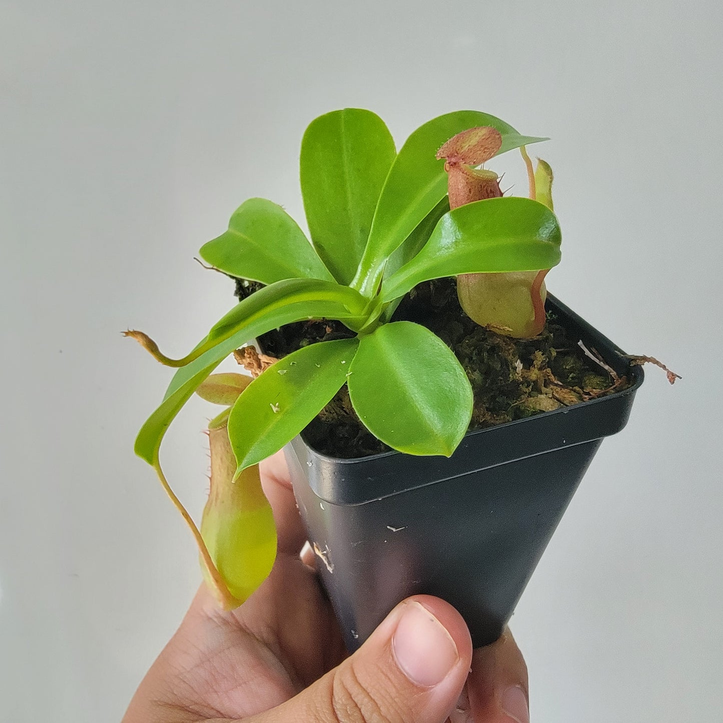 Nepenthes "Ventrata"