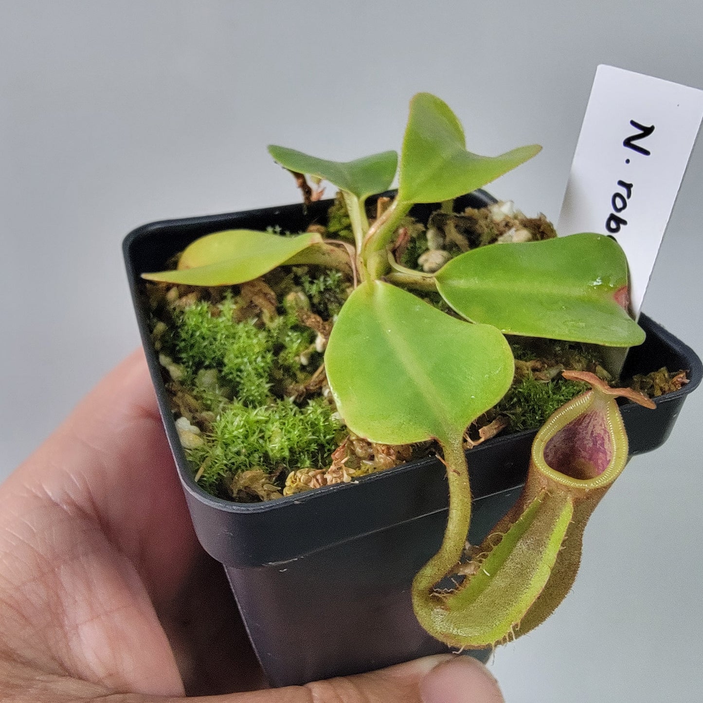 Nepenthes robcantleyi x veitchii 'Sungai Samba' BE