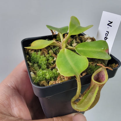 Nepenthes robcantleyi x veitchii 'Sungai Samba' BE