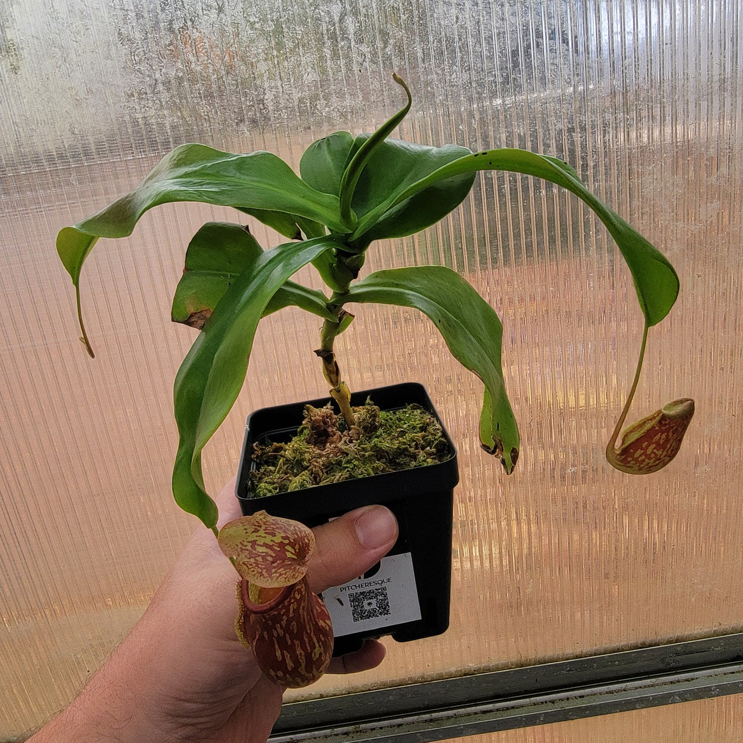 Nepenthes "St. Gaya"