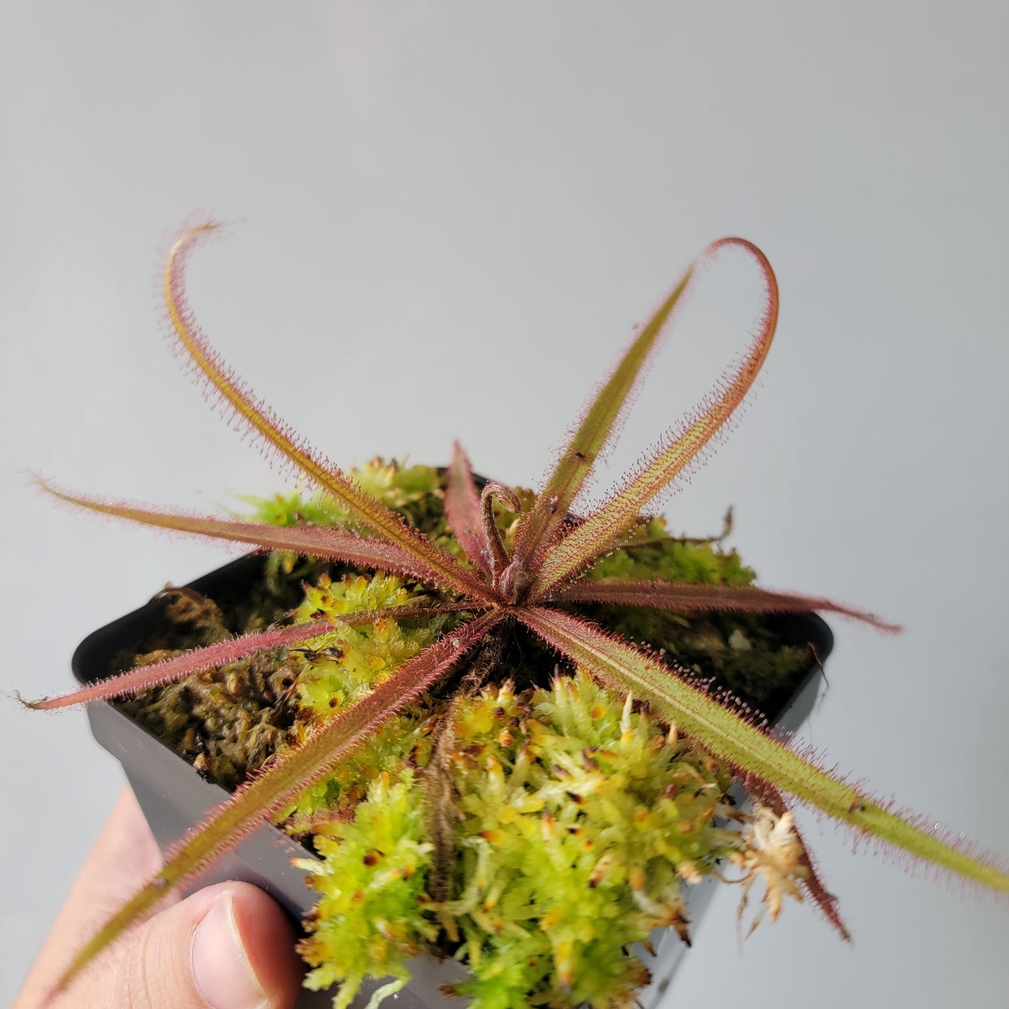 Drosera adelae 'Giant'
