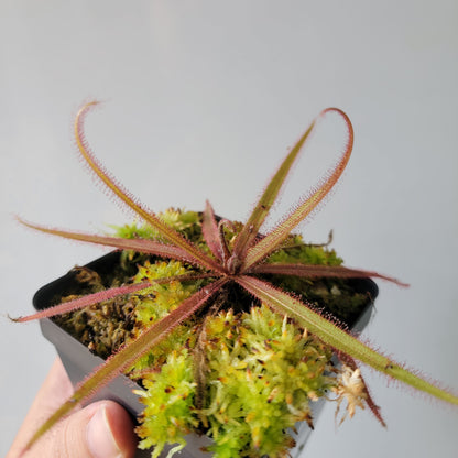 Drosera adelae 'Giant'
