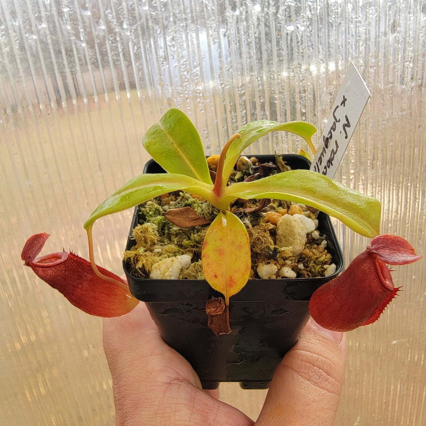 Nepenthes robcantleyi x jacquelineae BE