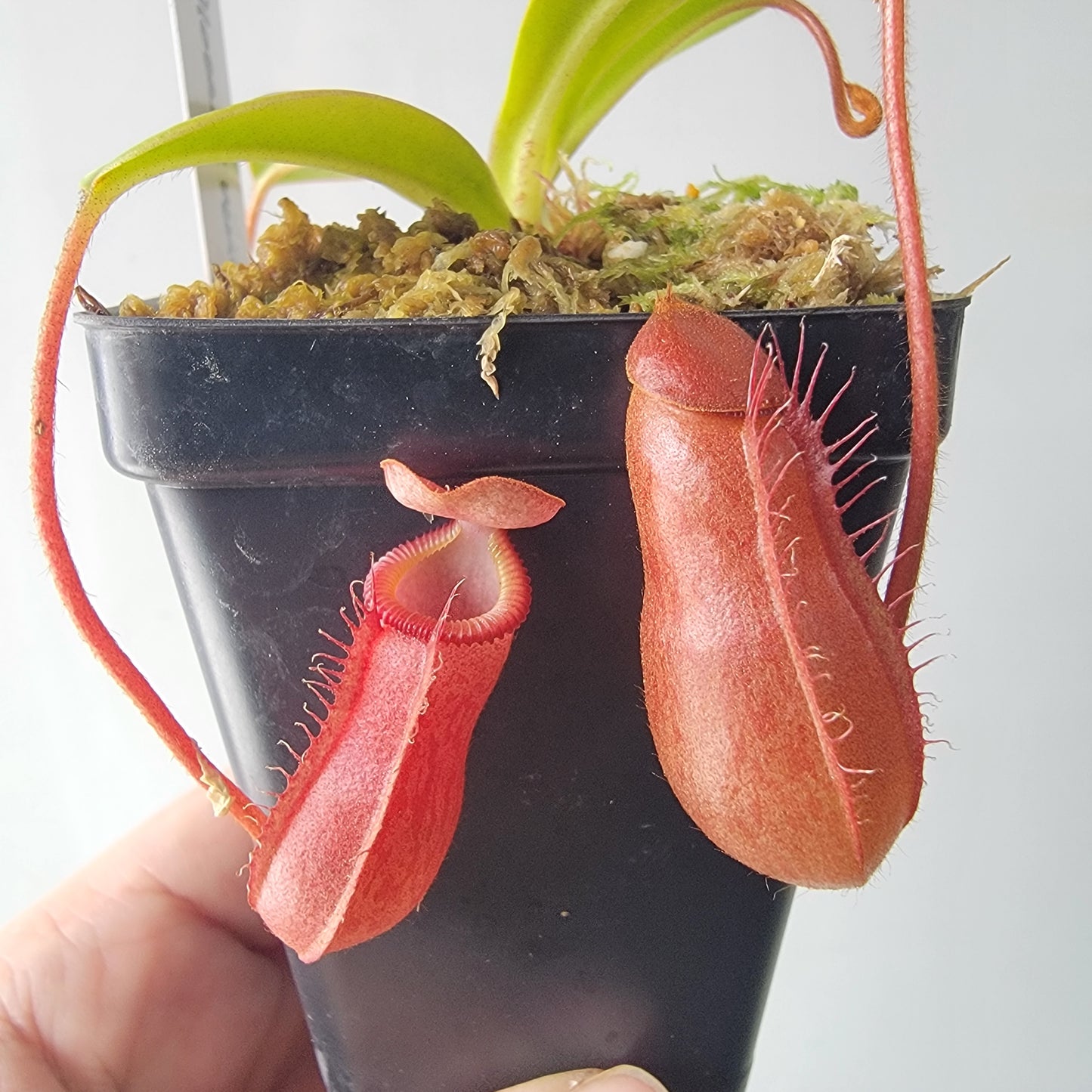 Nepenthes villosa x ventricosa BE
