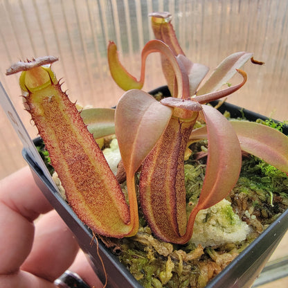 Nepenthes ramispina x reinwardtiana BE