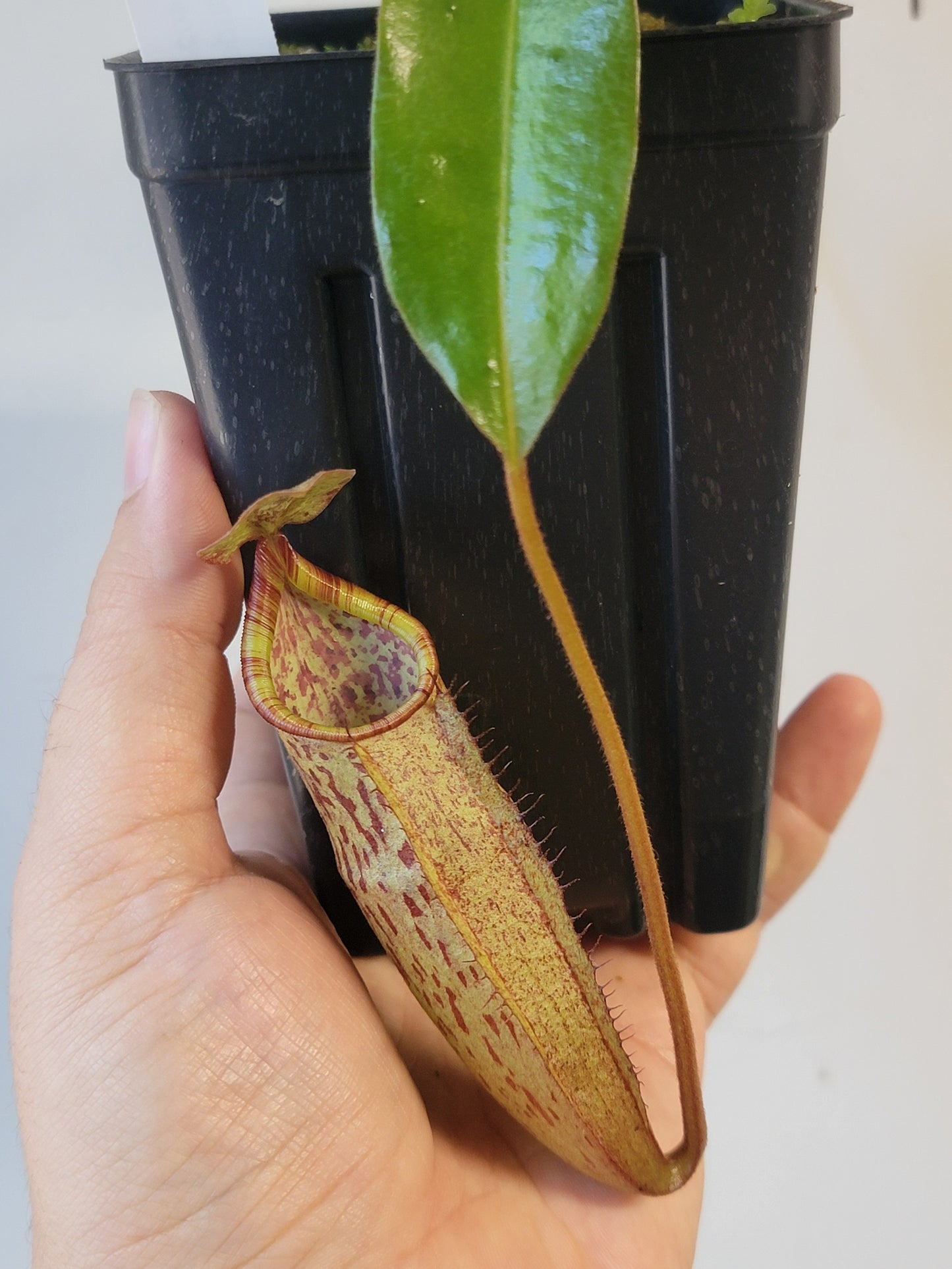 Nepenthes peltata x samudera BE