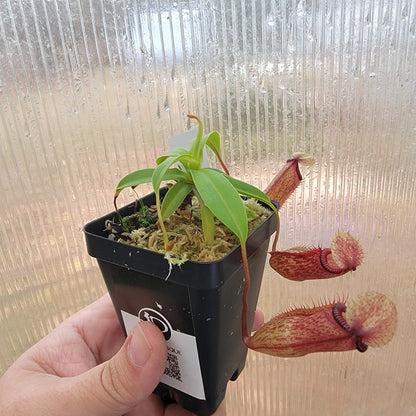 Nepenthes ventricosa x hamata BE