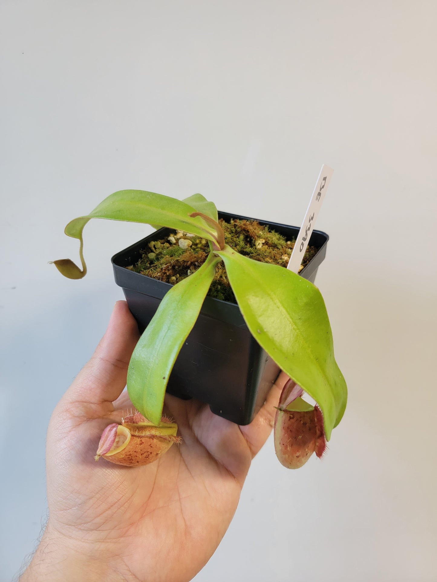 Nepenthes ampullaria 'Lime Twist' BE