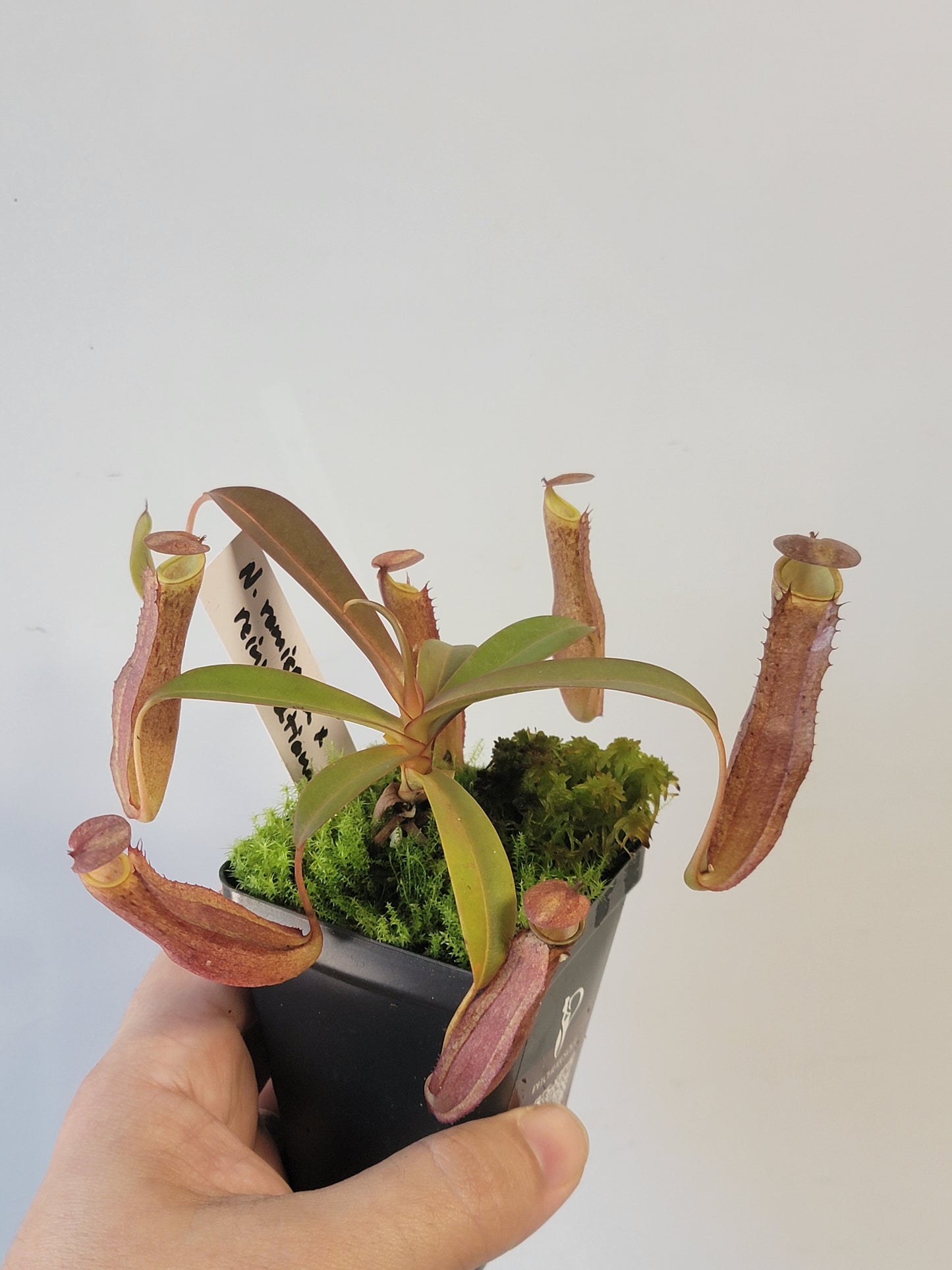 Nepenthes ramispina x reinwardtiana BE