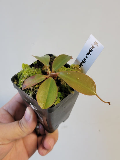Nepenthes peltata x attenboroughii BE