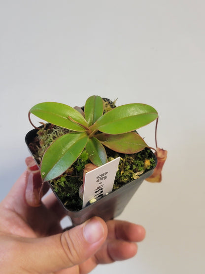 Nepenthes sibuyanensis x attenboroughii BE