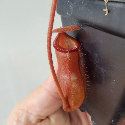 Nepenthes villosa x ventricosa BE