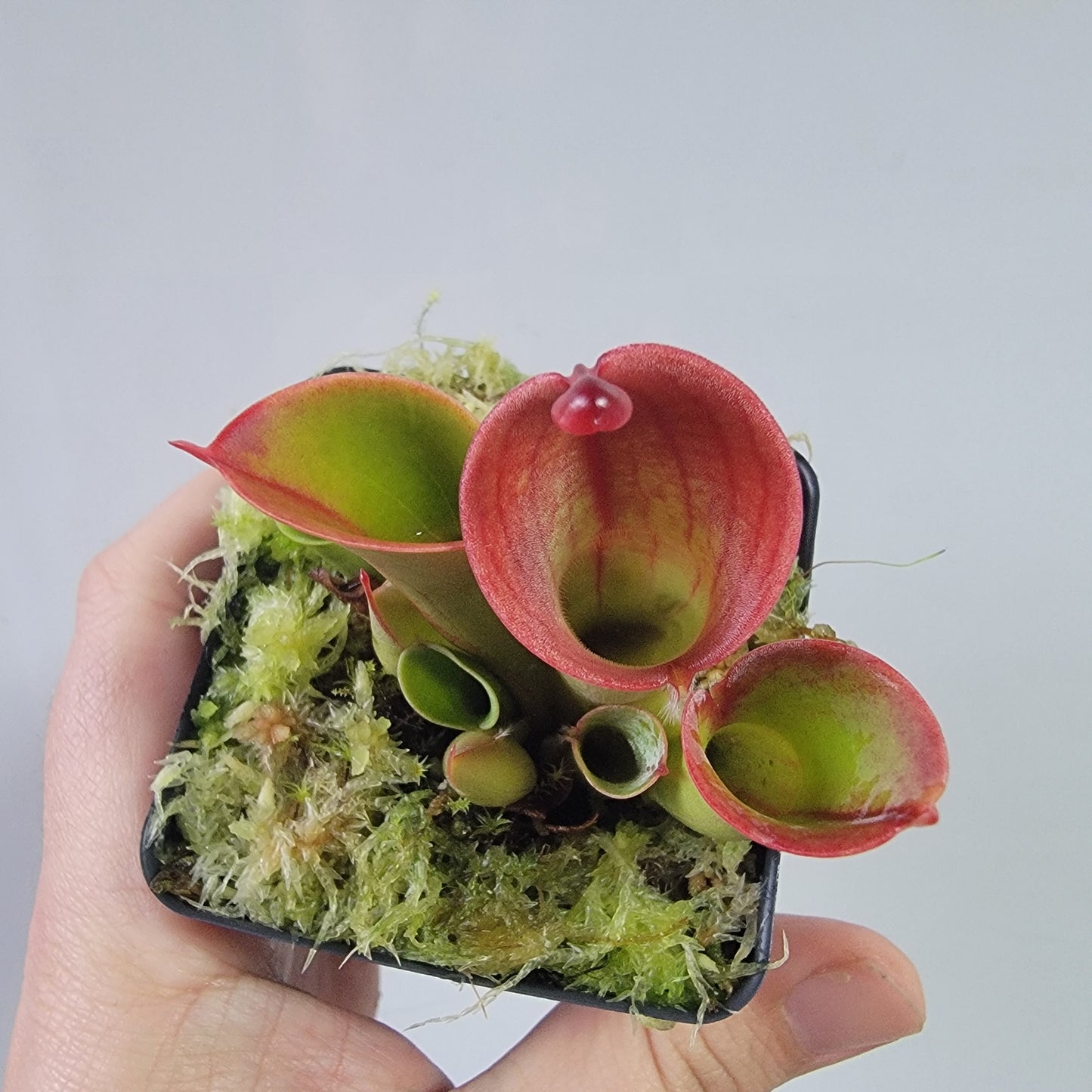 Heliamphora heterodoxa x minor