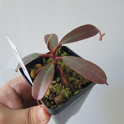 Nepenthes peltata BE *Select Clone*