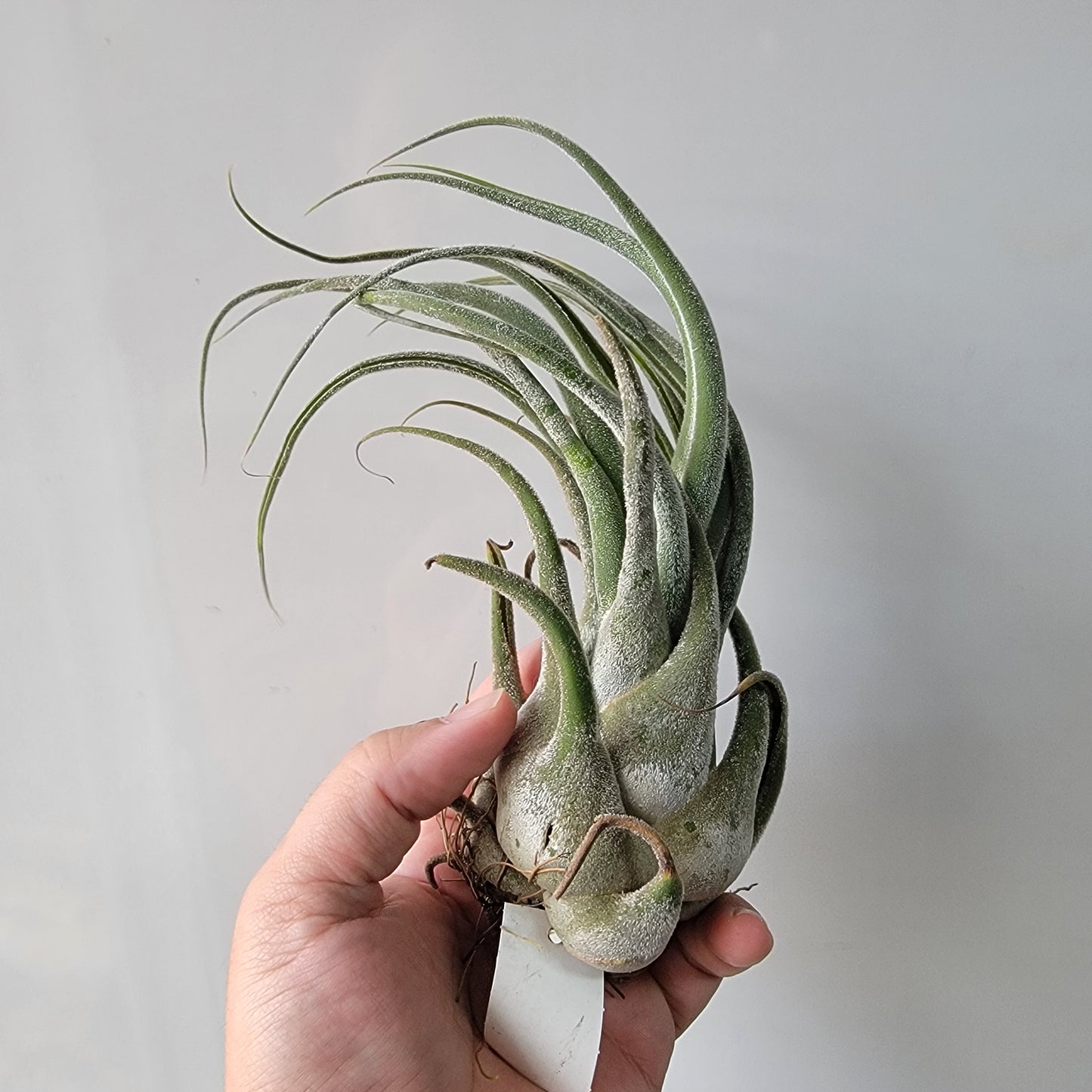 Tillandsia seleriana