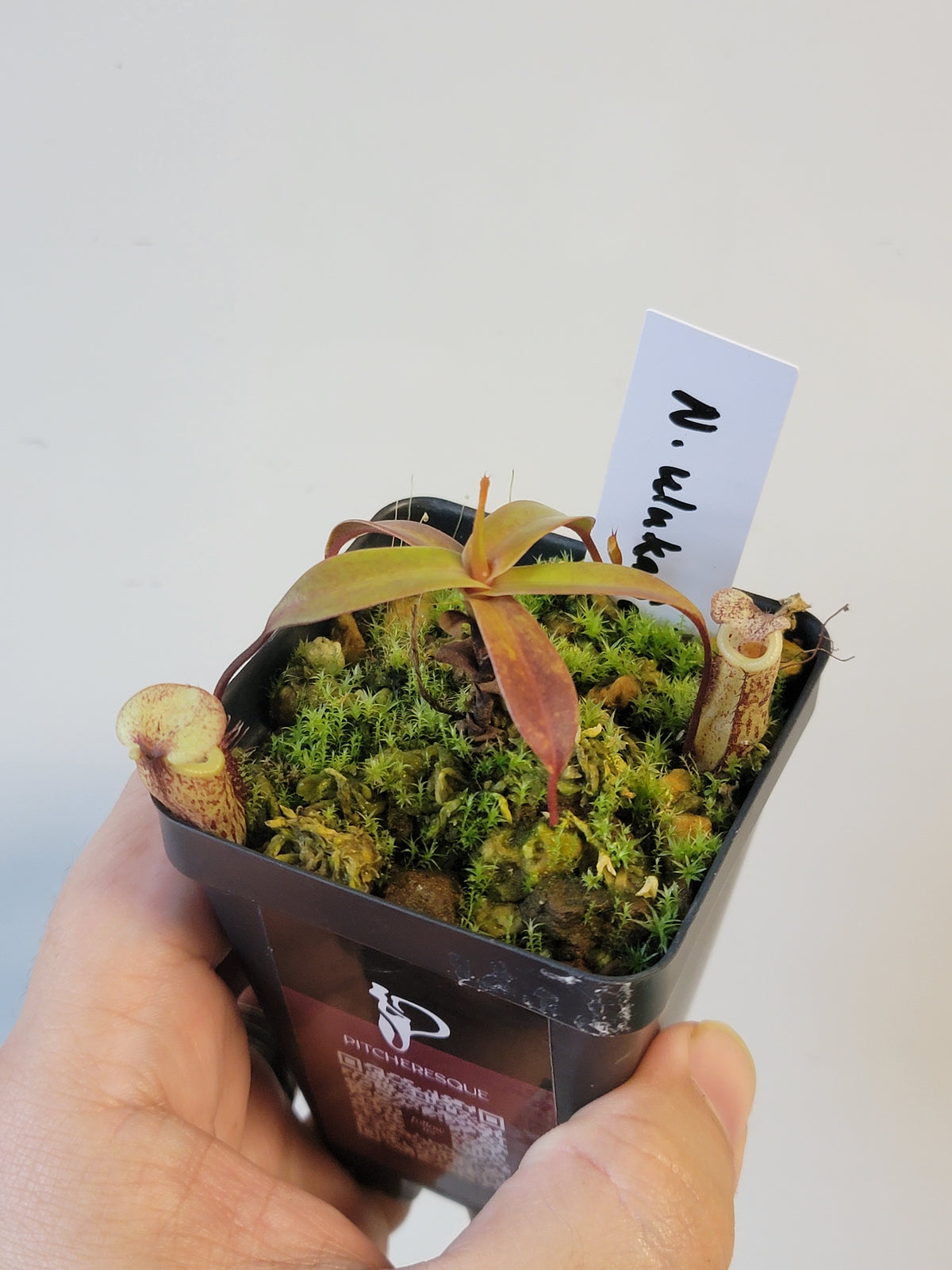 Nepenthes ulukaliana BCP