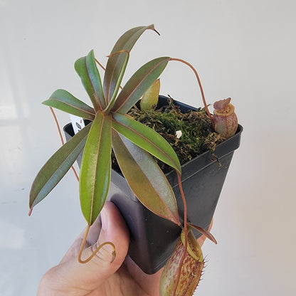 Nepenthes burkei x tenuis BE