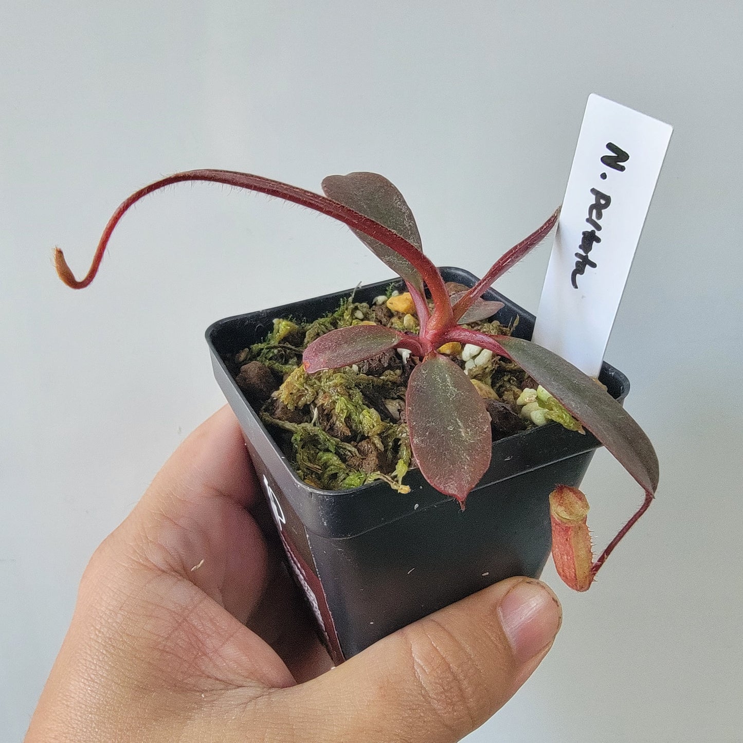 Nepenthes peltata BE *Select Clone*
