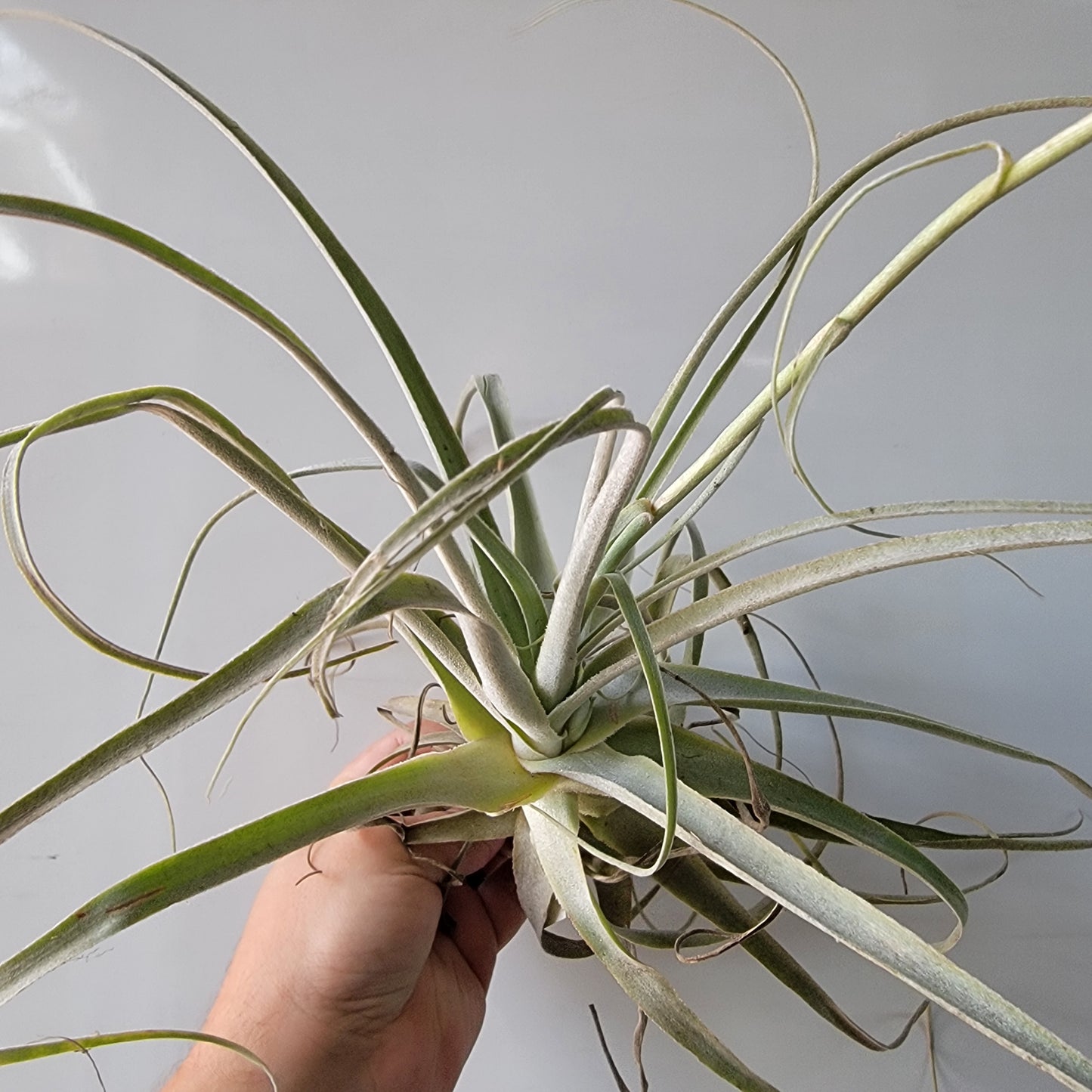 Tillandsia straminea thin 10"