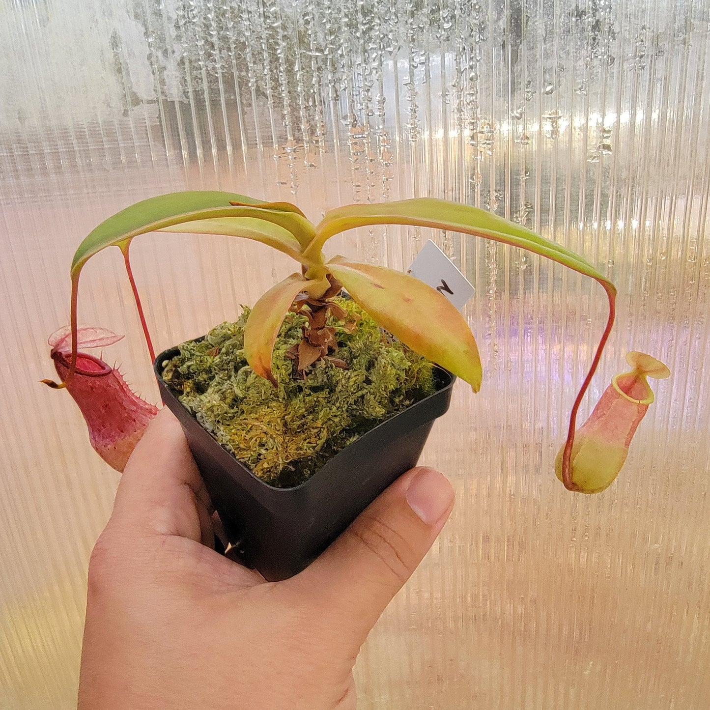 Nepenthes sibuyanensis x merriliana BE