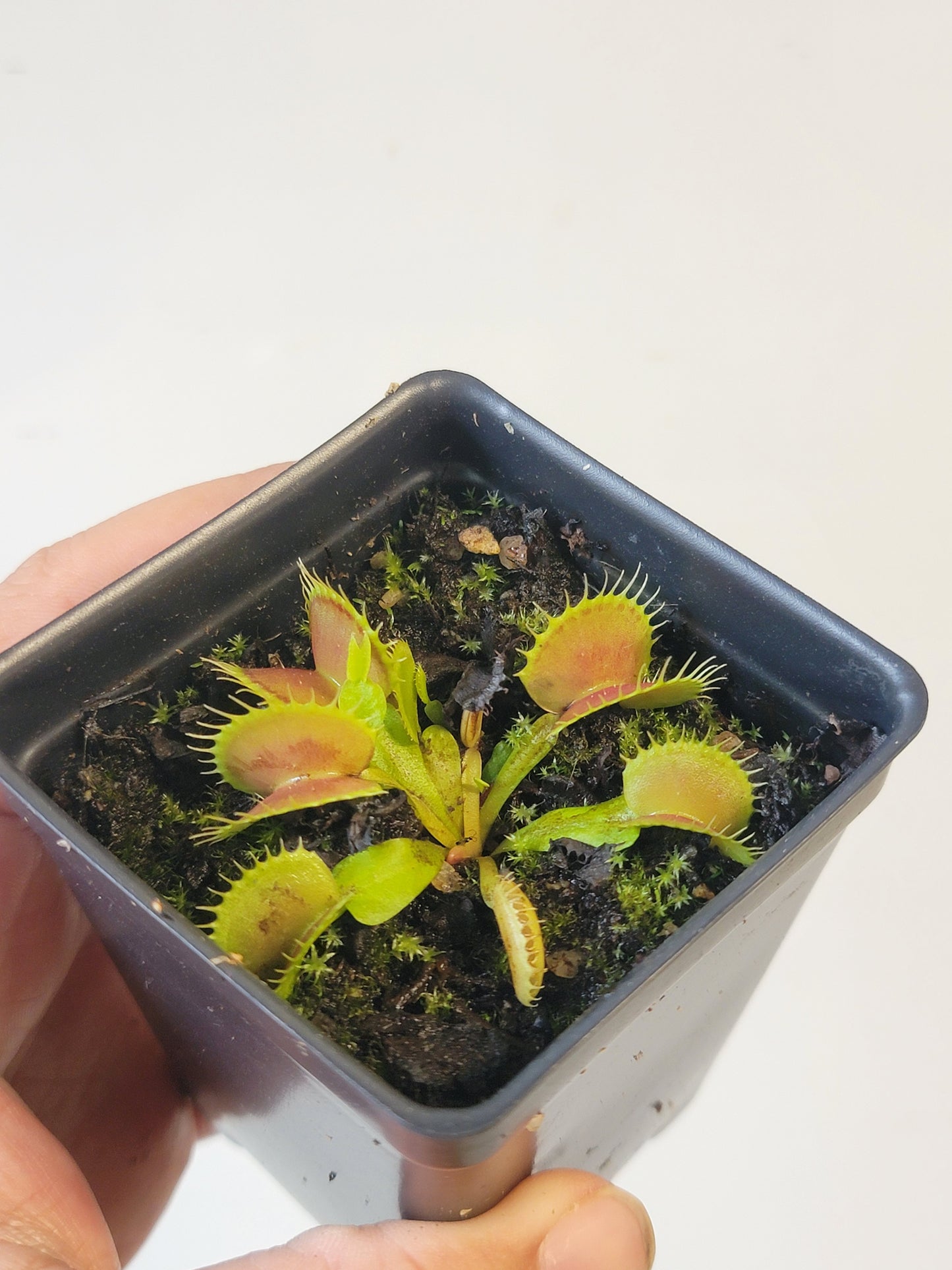 Dionaea musc. "GJ Bloody Nurse"