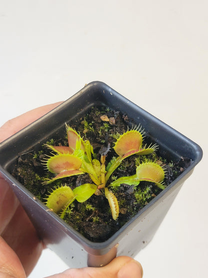 Dionaea musc. "GJ Bloody Nurse"