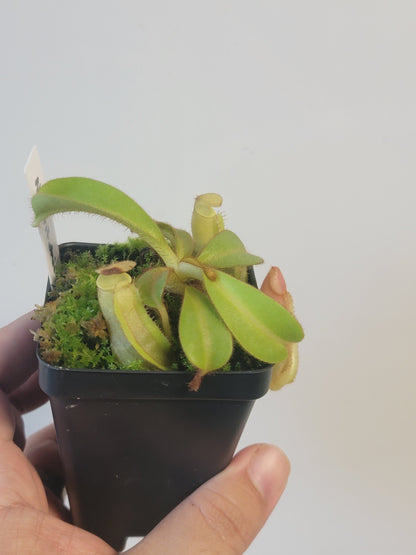 Nepenthes veitchii BCP