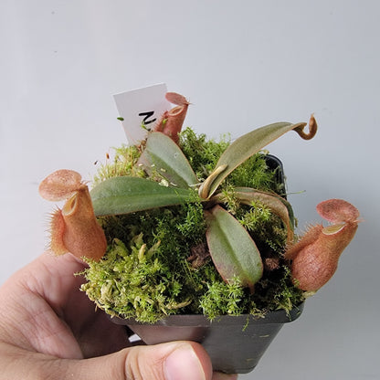 Nepenthes vieillardii BE