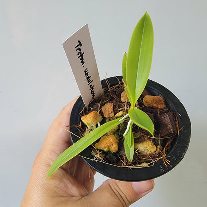 Trichocentrum undulatum Orchid