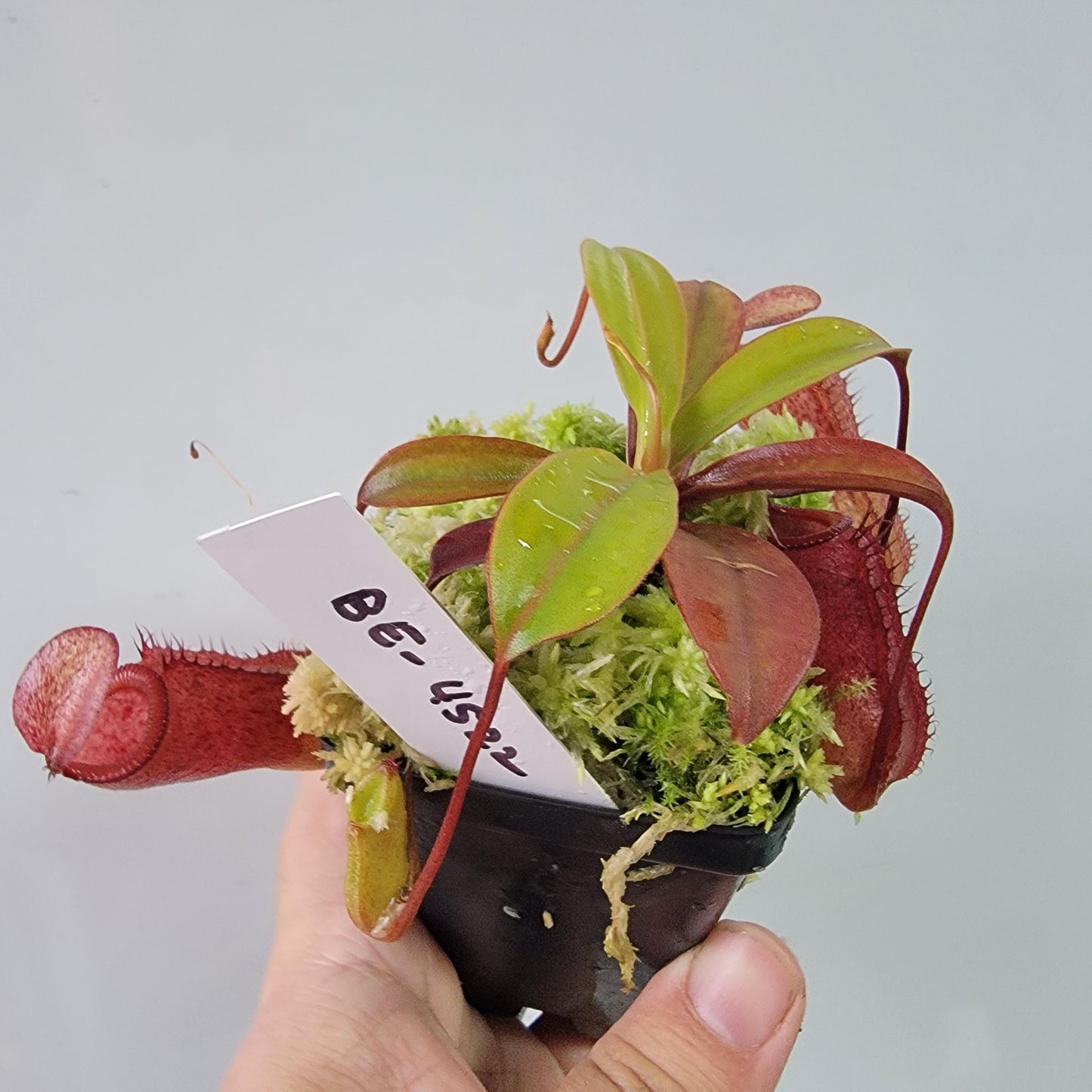 Nepenthes ventricosa x attenboroughii BE