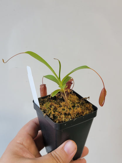 Nepenthes ventricosa x sibuyanensis x flava EP