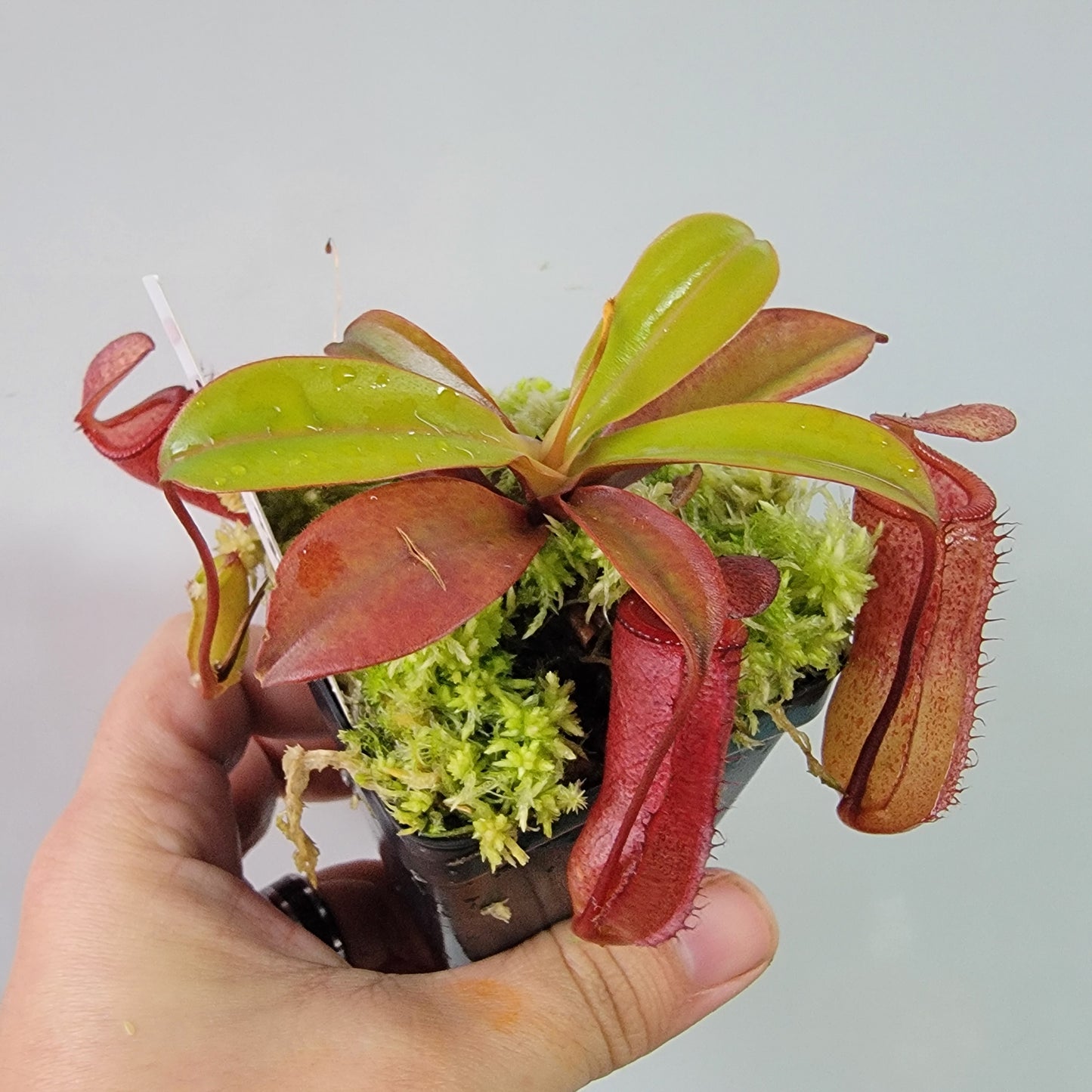 Nepenthes ventricosa x attenboroughii BE