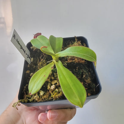 Nepenthes talangensis x glandulifera BE