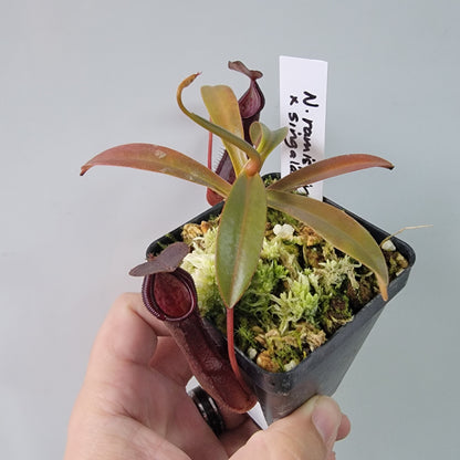 Nepenthes ramispina x singalana BE