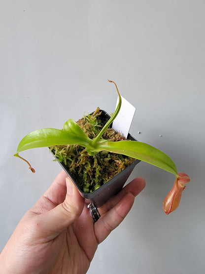 Nepenthes "Ventrata"