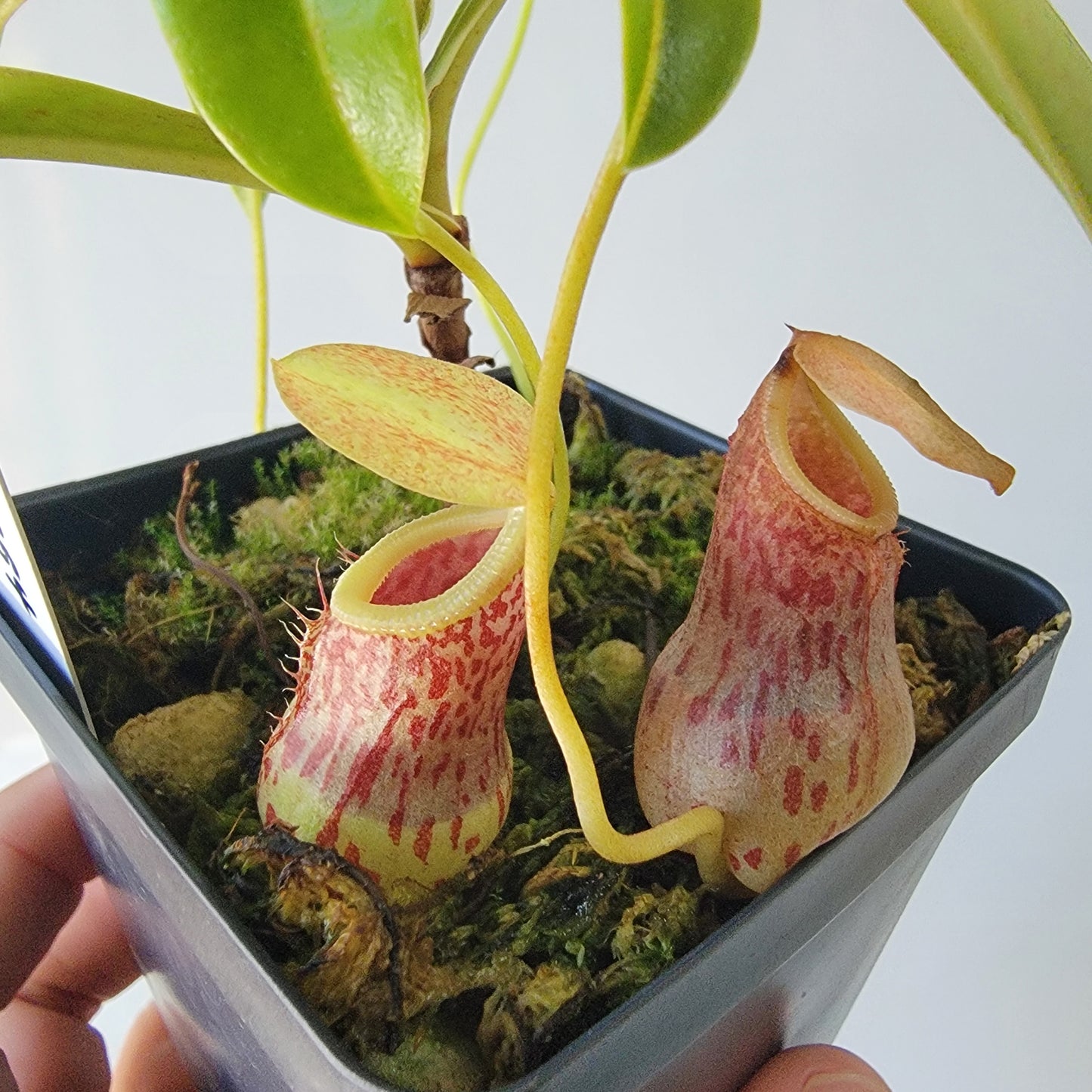 Nepenthes burkei BE *Medium*