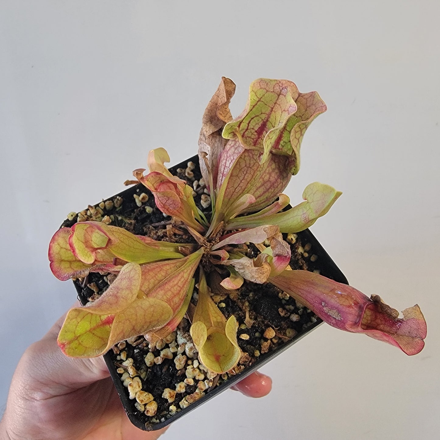 Sarracenia purpurea ssp. venosa 4"