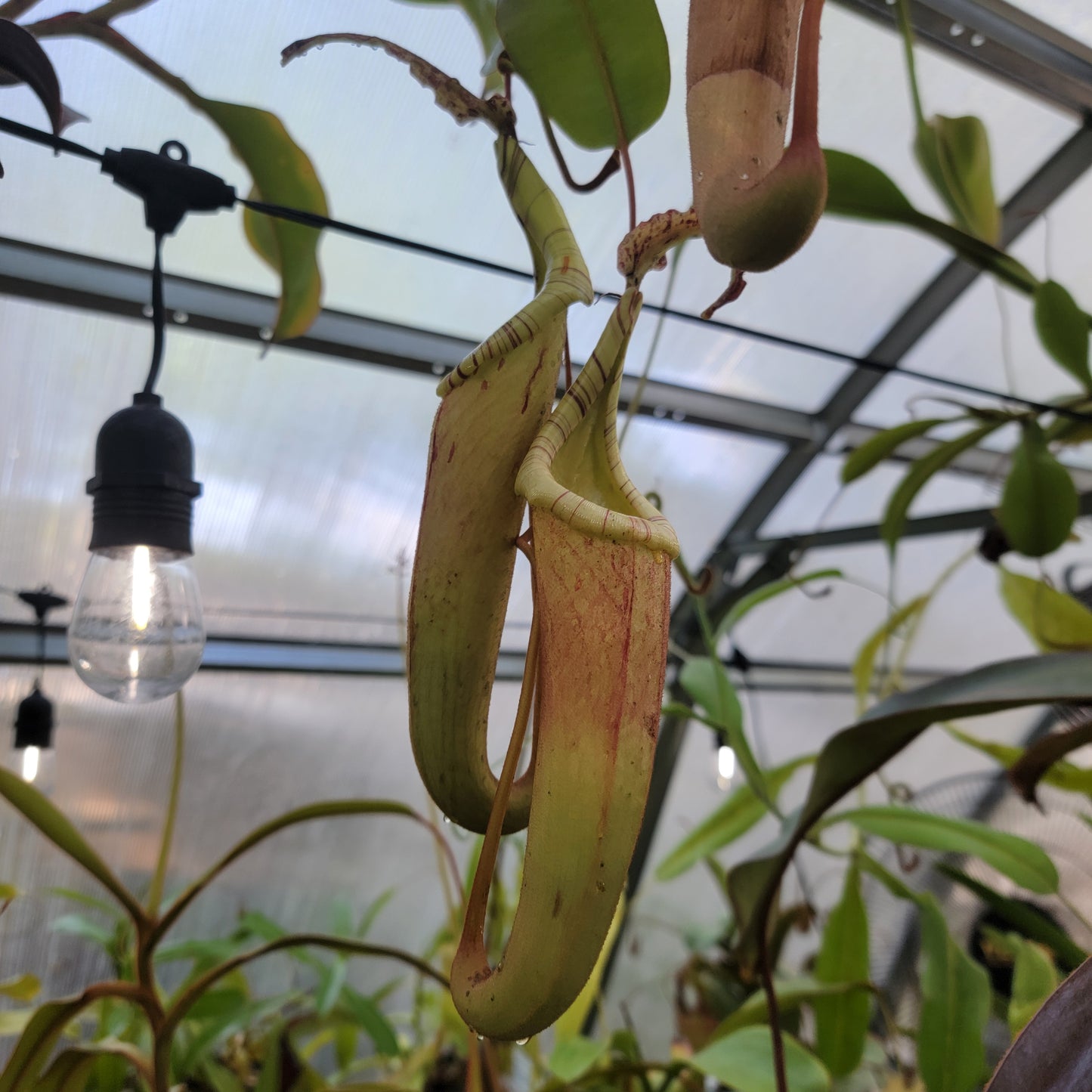 Nepenthes dactylifera BE