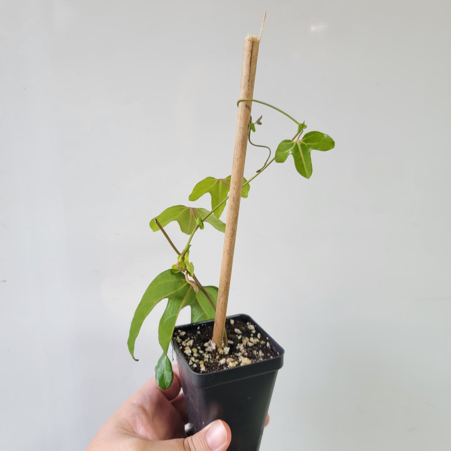 Aristolochia macroura