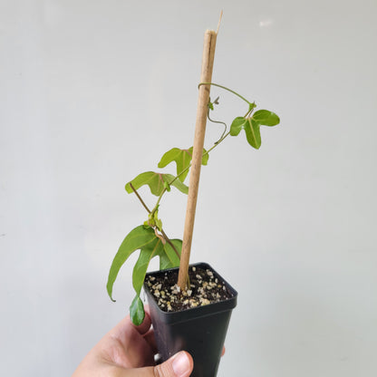 Aristolochia macroura