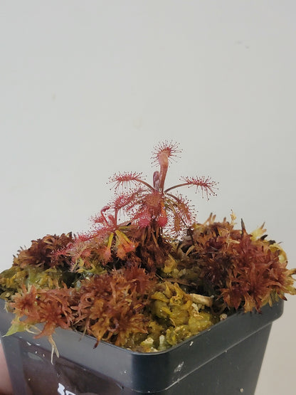 Drosera aff. roraimae BCP