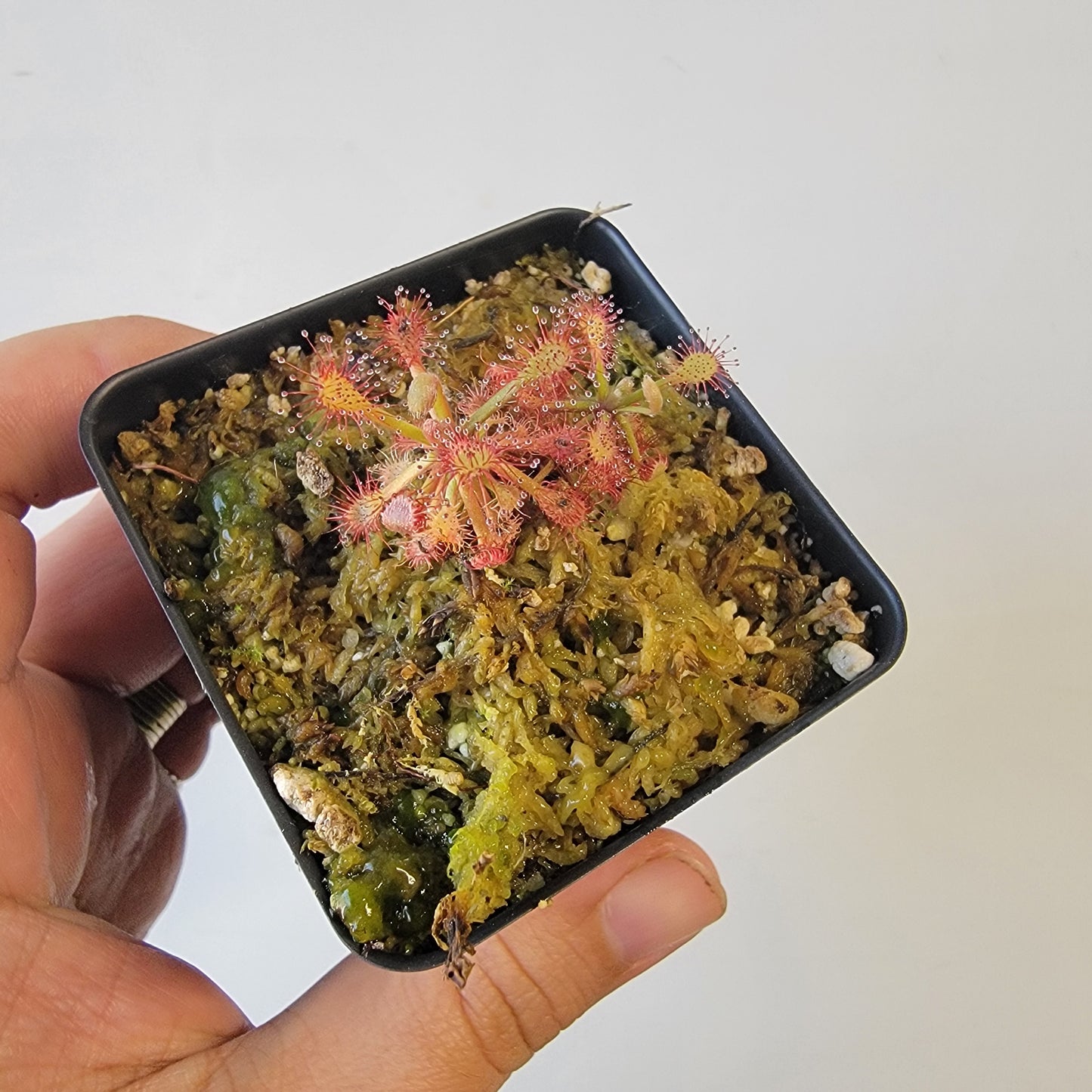 Drosera aff. roraimae BCP