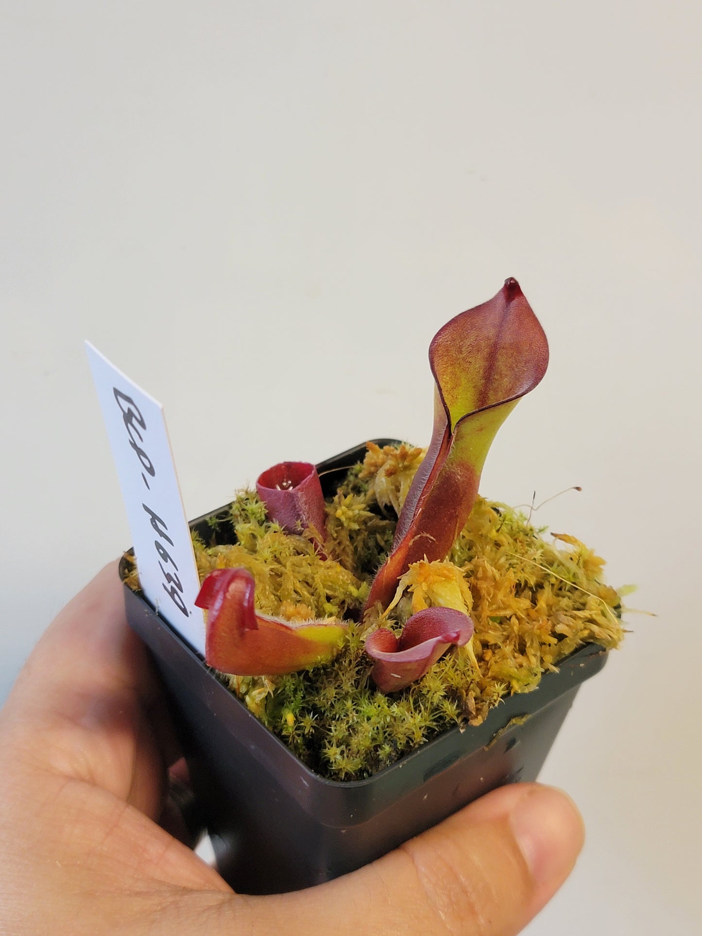 Heliamphora sp. Akopan BCP